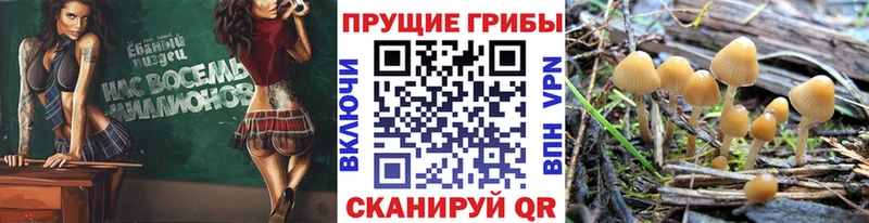 где купить наркотик  Михайловка  Псилоцибиновые грибы MAGIC MUSHROOMS 